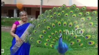 പീലി നിവർത്തുന്ന പൊന്മയിലേ.....| Augmented Reality (AR) Class  | TutAR | Infusory screenshot 3