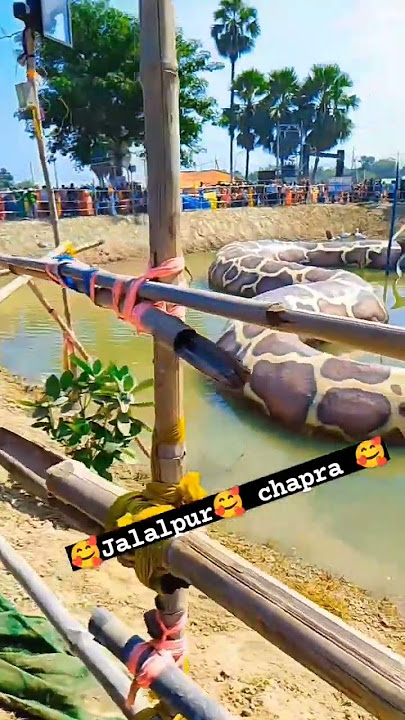 jalalpur chhapra jila ajgar  panting