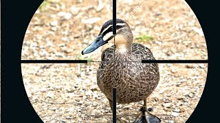 Berburu BELIBIS ALIS HITAM // PASIFIC DUCK