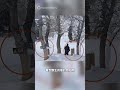 新疆滑雪客想跟雪豹自拍…下一秒遭撲咬住臉部！🫣🩸#雪豹#滑雪意外#新疆可可托海#野生動物#自拍風險#不要學#戶外安全#滑雪#旅遊紀錄