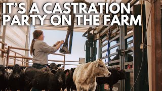 Its A Castration Party On The Farm Day In The Life Of A 27 Year Old Farmer Farm Vlog