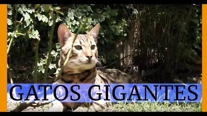 Video 8582721: gato savannah, serval