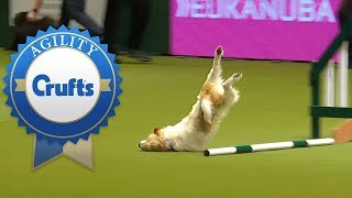 Hilarious Olly the Jack Russell Goes Crazy in 2016 & 2017!