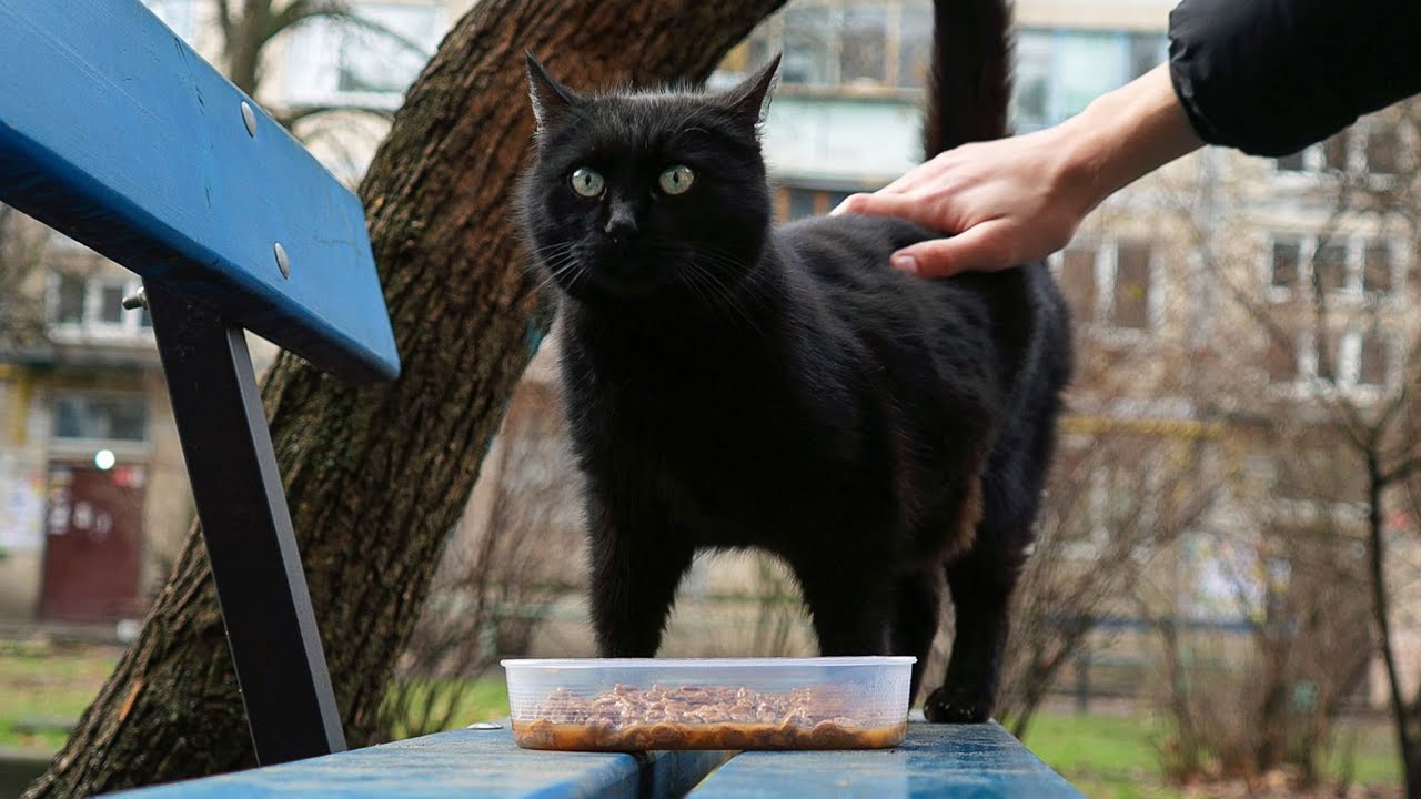 Image result for Friendly black Cat Meows so Cute and gets food and love - YouTube