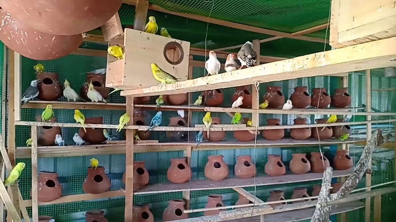 Lovebirds breeding colony setup - YouTube