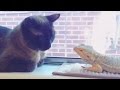 【感動】同じ悲しみを経験してきたから。会った瞬間に意気投合した猫とトカゲの無敵ライフ