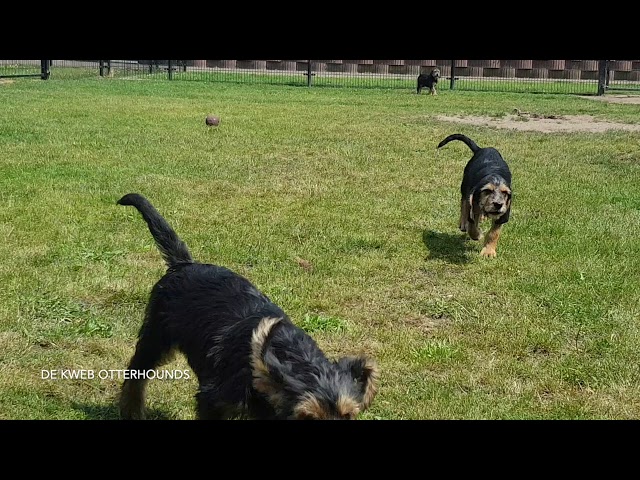 De Kweb Otterhounds        (10 weeks)