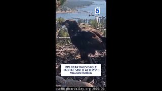 Big Bear bald eagle habitat saved after $10 million raised