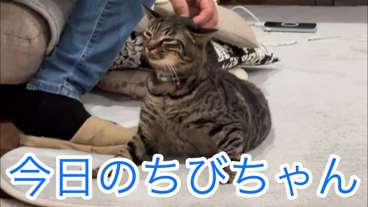 今日のちびちゃん🐱 - YouTube