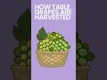 How Table Grapes are Harvested #shorts