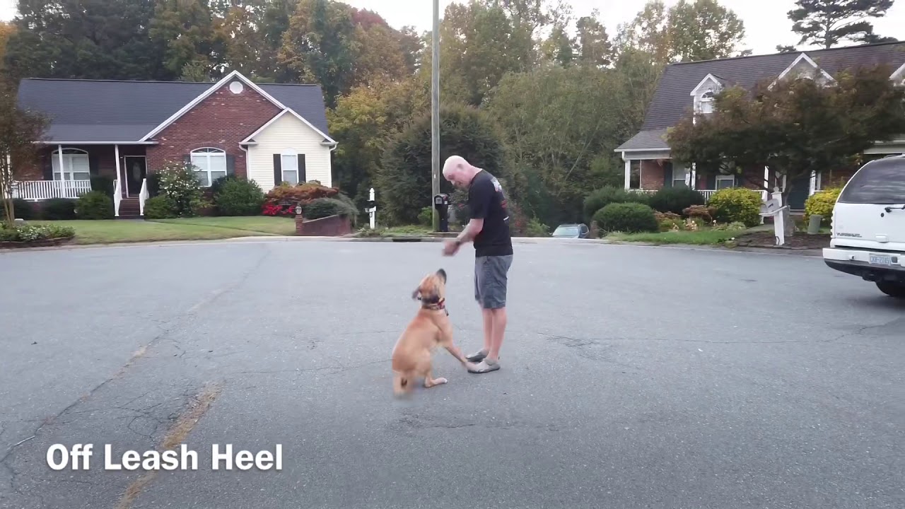 Mastiff completely trainedOff Leash K9 Training WinstonSalem North