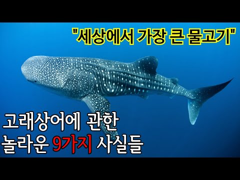 점순이네 동물기 30화 : 고래상어에 관한 놀라운 9가지 사실들