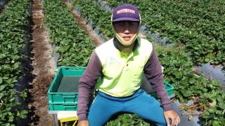 Picking strawberrys in Australia
