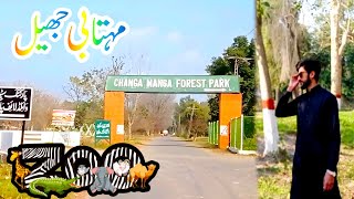 Changa Manga Forest Park | Professor Usman Butt