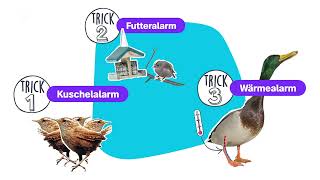 Wieso Vögel im Winter nicht frieren – logo! erklärt – ZDFtivi by ZDFtivi 1,784 views 4 months ago 1 minute, 30 seconds