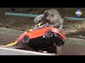 How to have fun with animals Amazing Monkey playing RC truck with crocodile