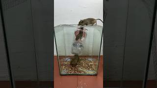 Best Homemade Mouse Trap Ideas 2024 // Mouse Trap 2 #Rat #Rattrap #Mousetrap #Shorts