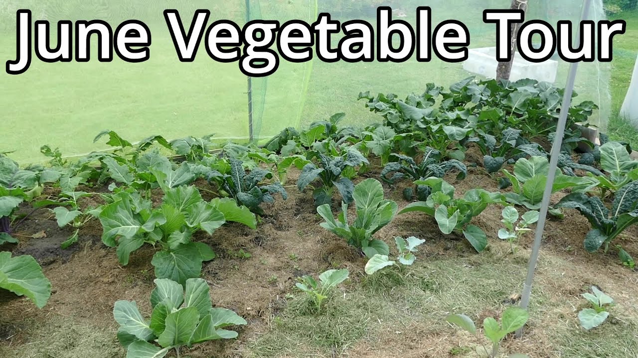 How Much Space Is Needed To Grow Enough Food For One Person How Much Space Is Needed To Grow Enough Food For One Person