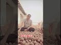 आलू की खेती🙌🫡।   #youtube #vlog #explorenow #love #न्यू #minivlog #trending
