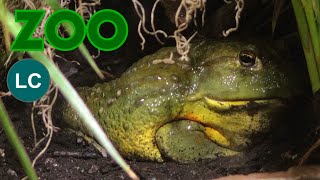 African Bullfrog Pyxicephalus Adspersus Giant Bullfrog, South African Burrowing Frog, Pixie Frog