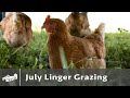 Egg Chicken Linger Grazing - July 2021