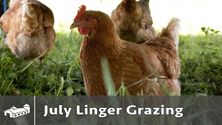 Egg Chicken Linger Grazing - July 2021