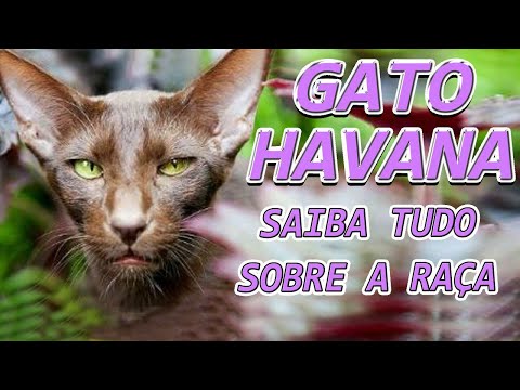 Vídeo: Raça De Gatos Castanhos Havana Hipoalergênica, Saúde E Longevidade