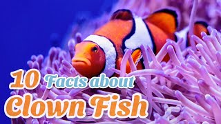 10 Facts About Clown Fish