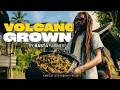 RASTA Farmers Growing SATIVA On An ACTIVE Volcano St Vincent Pheno Hunt 