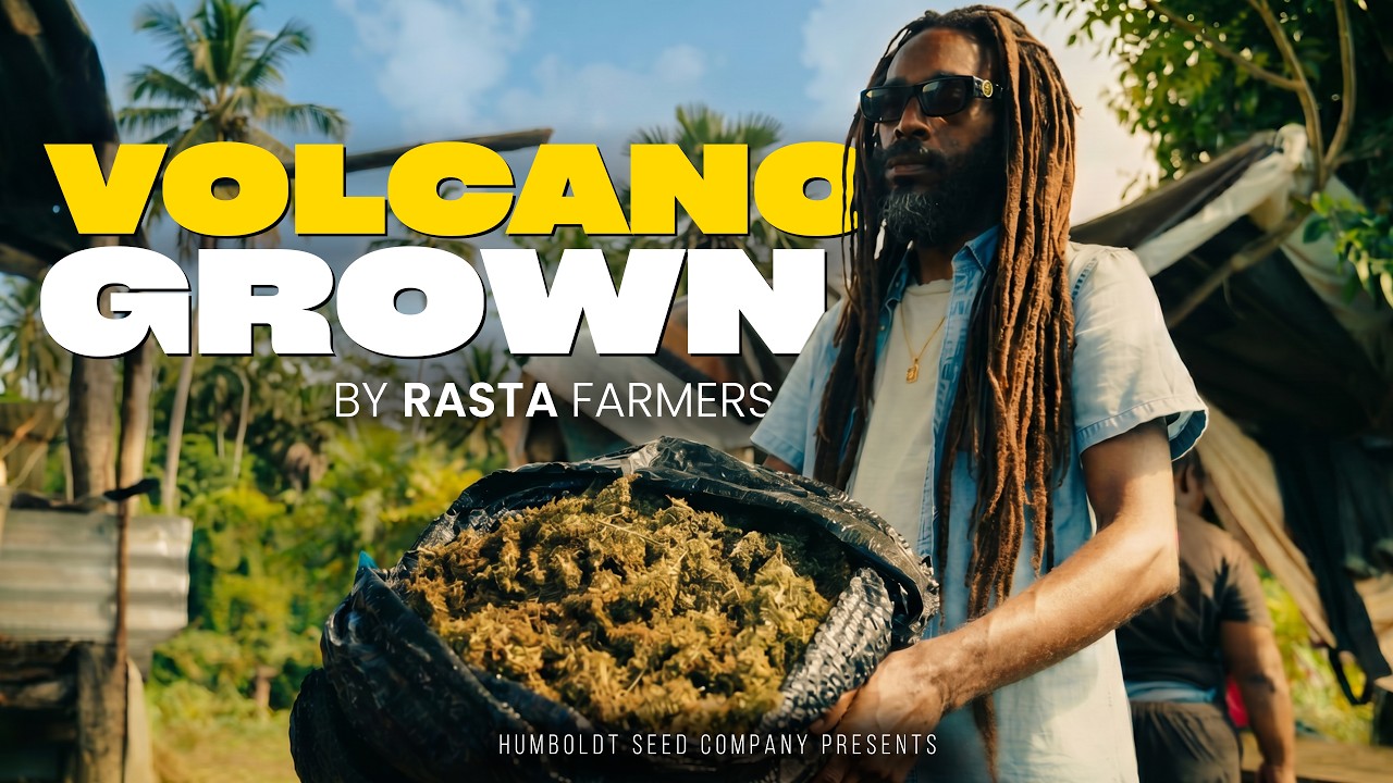 RASTA Farmers Growing SATIVA on an ACTIVE Volcano | St Vincent Pheno Hunt