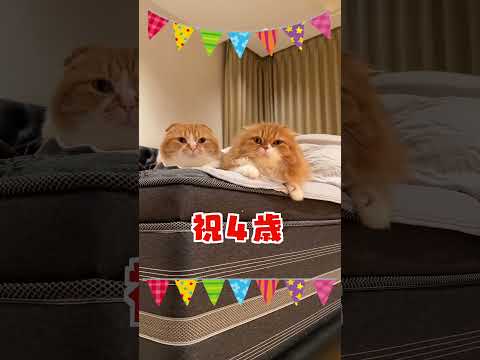 ふこ」様専用の出品になります - www.pasiontermitas.com 世界中の商品を購入 「ふこ」様専用の出品になります 旧貨幣/金貨/銀貨/記念硬貨