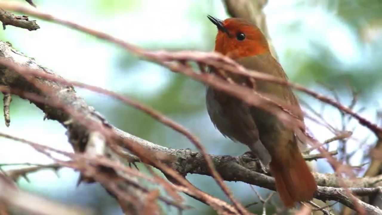Japanese Robin Song Part1 Luscinia Akahige Erithacus Akahige Hd