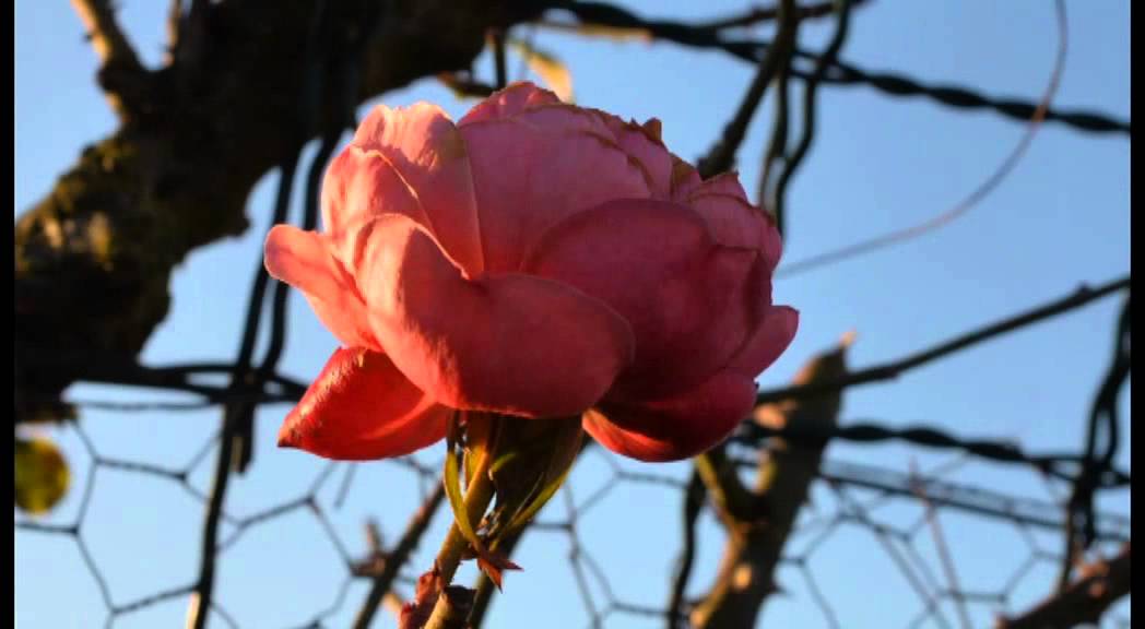 Mark Alban Lotz - Léa Christine Couzi - Laurent Avizou / concert performance - 3ème extraits