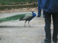 Singender Pfau