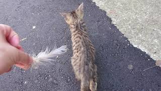 【猫島】夢中だったおもちゃを横取りされいじける子猫【福岡県 相島】