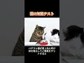 猫の知能対決！キジトラ vs 牛柄猫、どっちが賢いの？