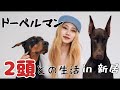 ドーベルマンのルイとヘミと飼い主の１日🤍in新居🏠