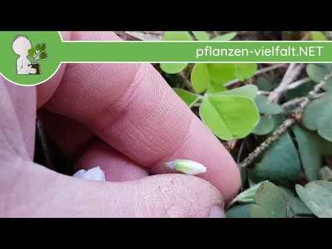 Waldsauerklee - Erste Boten - 06.04.18 (Oxalis acetosella) - Wildpflanzen-Bestimmung