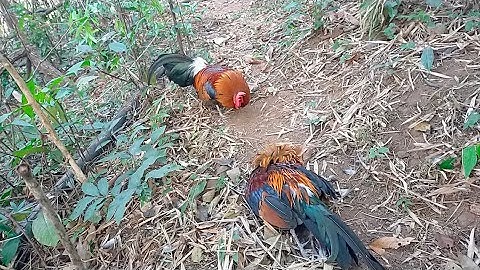 25/ 12 /2023 qaib 7xyoo tseem cuab  tuaj zoo npaum qub