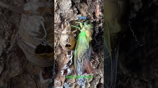 Nice blue and green eyes. Colors if a cicada darken as their skin hardens overnight. #cicadas
