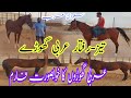 Horse Farming in Saudi Arabia|Arabian Horse in Saudi Arabia| Open Farming