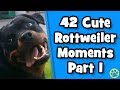 Ultimate cute rottweiler compilation 1  best of funny rottweilers
