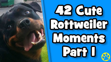 Ultimate Cute Rottweiler Compilation #1 | Best Of Funny Rottweiler Videos