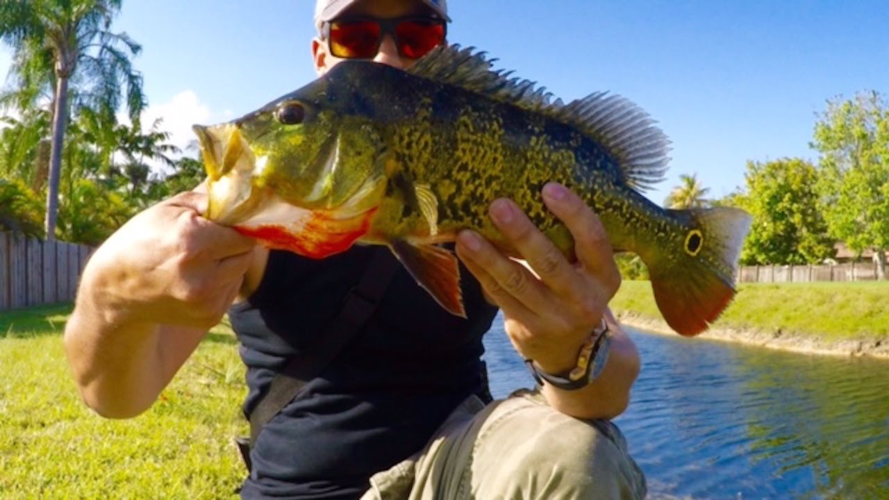 South Florida Peacock Bass Fishing YouTube