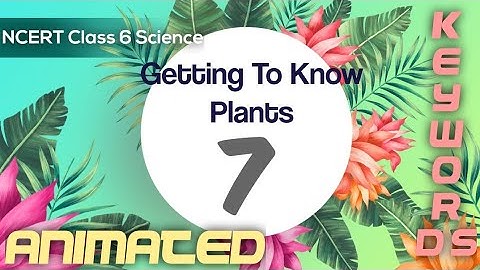 ( Animated ) NCERT Class 6 Science Chapter 7 Getting To Know Plants ( KEYWORDS )