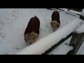 My Hereford pigs first snow fall