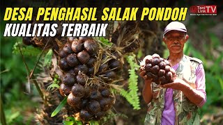 Budidaya Salak Pondoh, Sekali Tanam Bisa Panen Sumur Hidup.