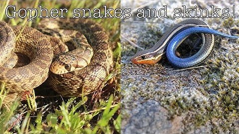 Two gopher snakes and CRAZY alligator lizard!