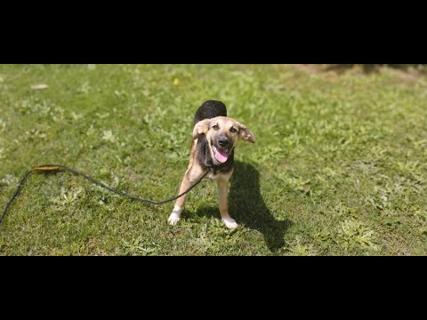 Βίντεο: Είναι το Walker Dog Watch Παρακολουθώντας το γειτονικό σας περιβάλλον;