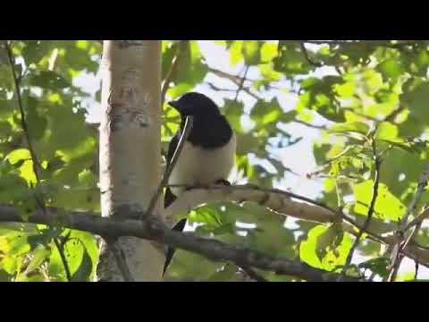 سيد نقشبندي رمضان أهلا رمضان